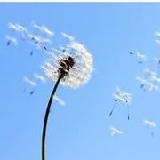 舞动De飞絮海报