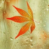 窗前de失落