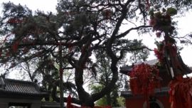 [无微]主播照片