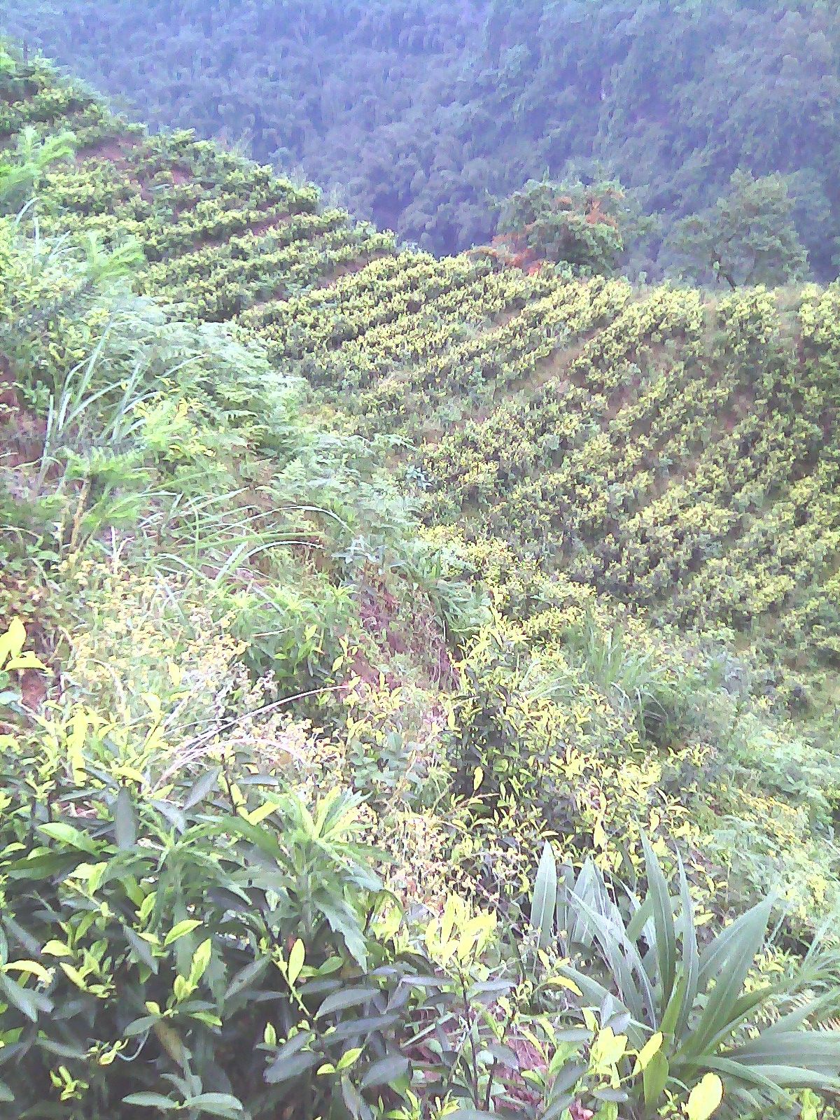 Ml?水晶〆茶園?的主播照片