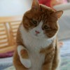 爬山猫海报
