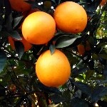 赖治平海报