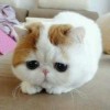 专属小笨蛋h