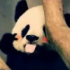 爱吃猫的鱼c