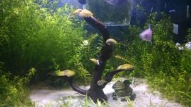 dove110227主播照片