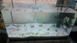 dove110227主播照片