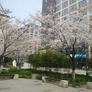 就大树没哥海报
