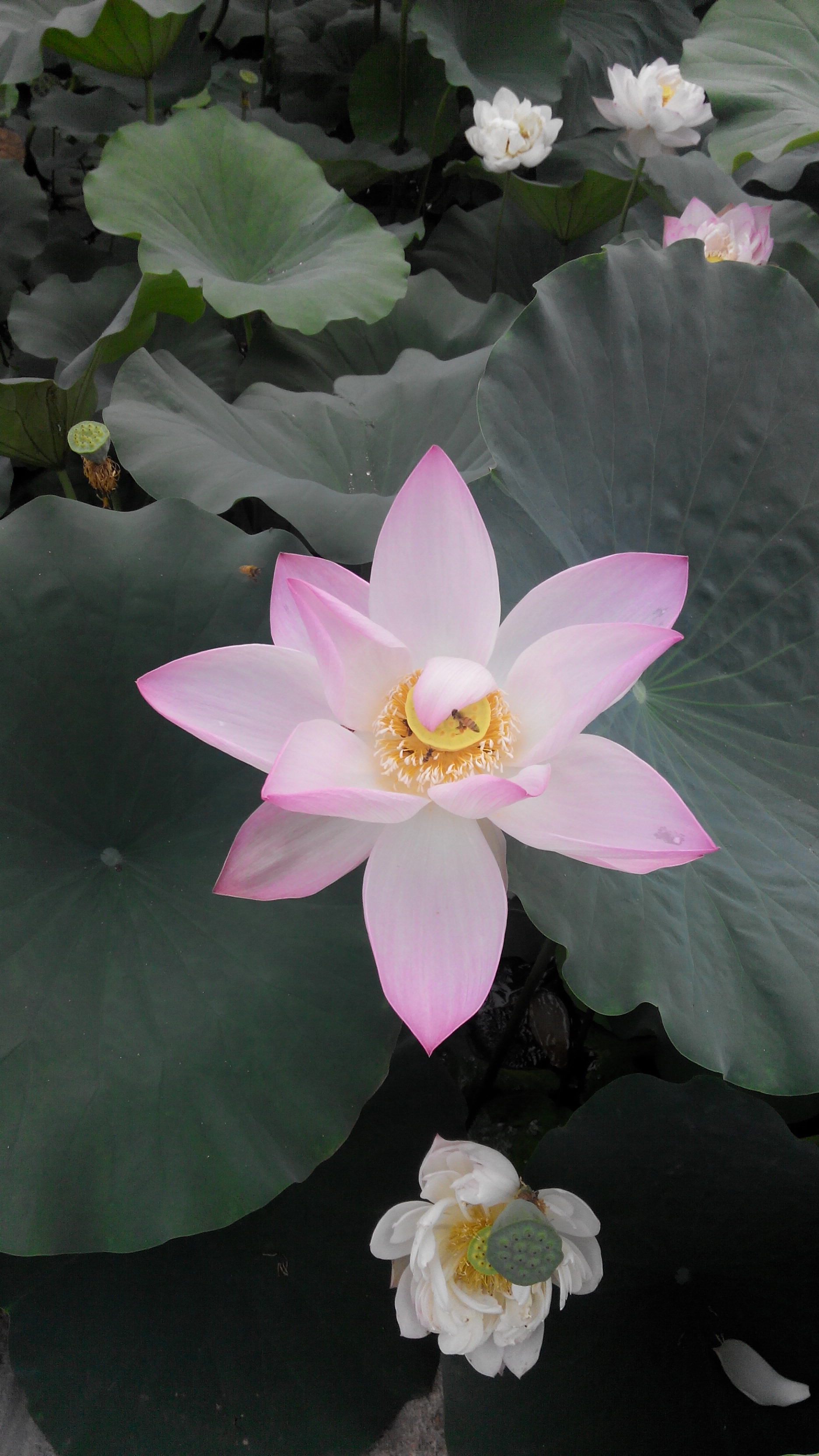 空中雨花g的主播照片