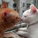 猪头又吉吉的头像