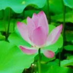 3毛2海报