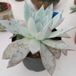 磊哥哥™✔海报