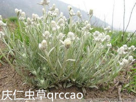 狼王🐺主播照片