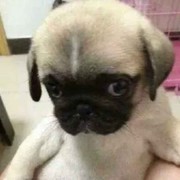 董小懂