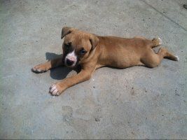 三炮犬舍主播照片