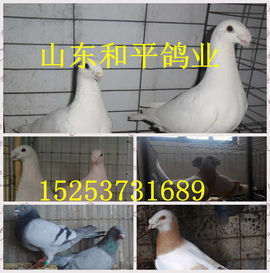 山东和平爱鸽人主播照片