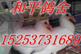 山东和平爱鸽人主播照片