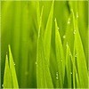 一溪清水缓缓q海报