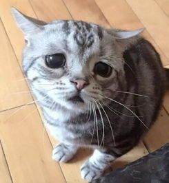 ღ﹏梓鑫家❥麦相公主播照片