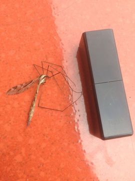😱……主播照片