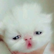 一生只守护琉璃子