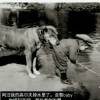战狼哥哥su