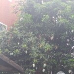 pandada猫海报