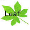 leaf!的头像