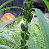 芝麻．海报