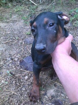 犬879511488主播照片