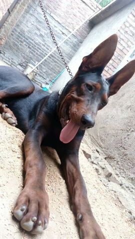 犬879511488主播照片