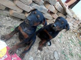 犬879511488主播照片