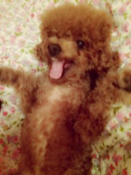 鹿哈哈baby主播照片