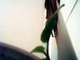 流星雨8a主播照片