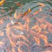 微信_8037673的头像