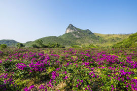 桂林花海景区主播照片