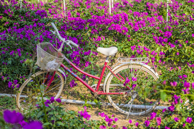 桂林花海的主播照片
