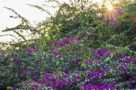 桂林花海主播照片