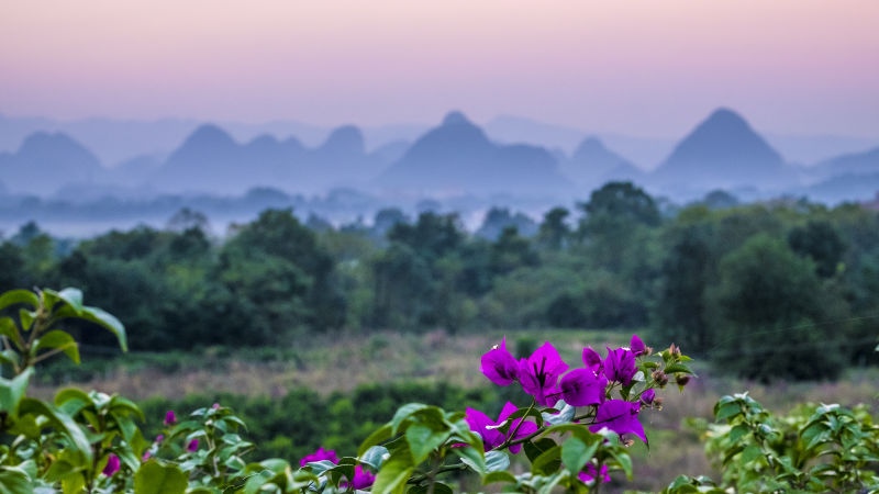 桂林花海的主播照片