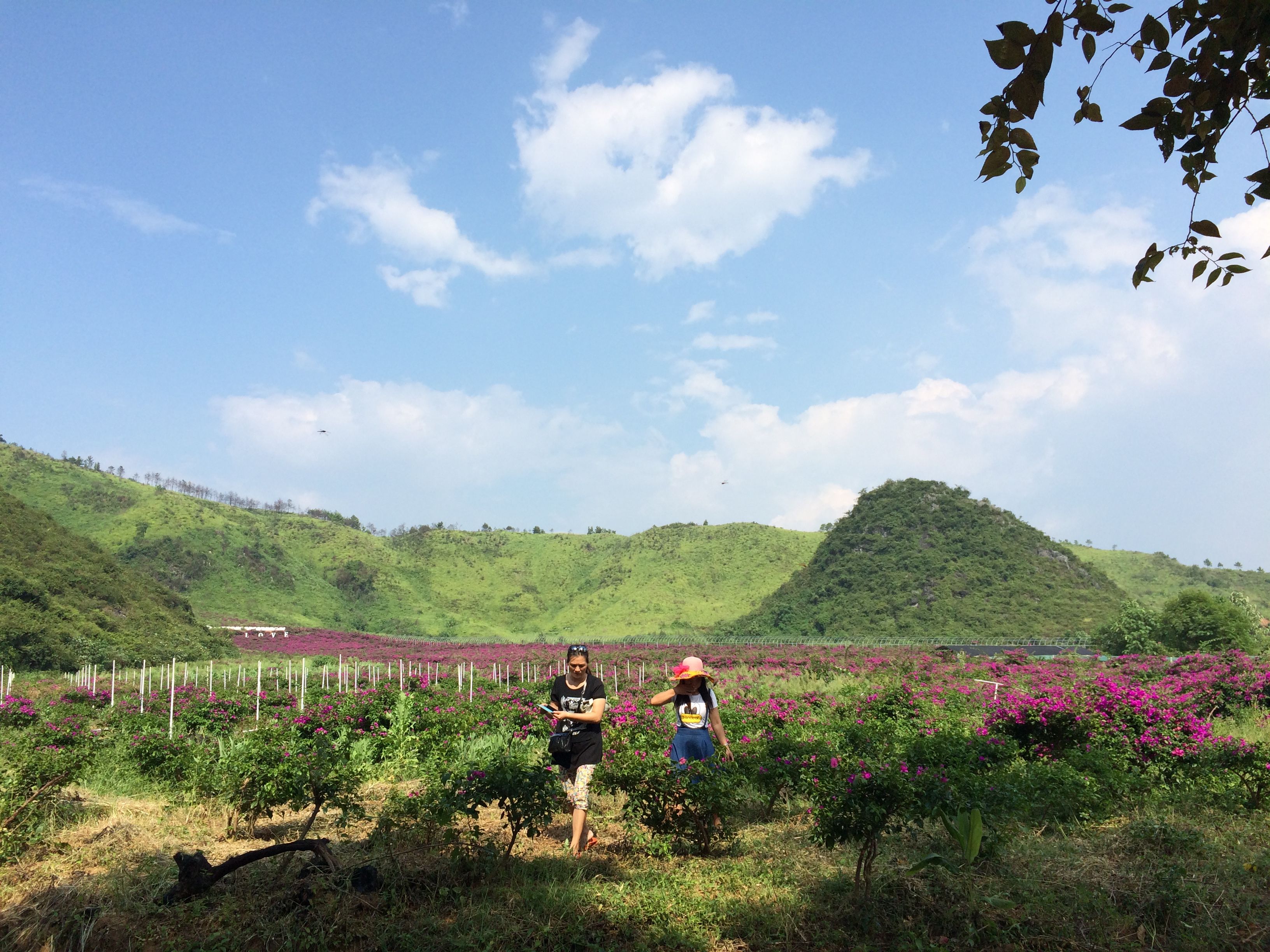 花海旅游的主播照片