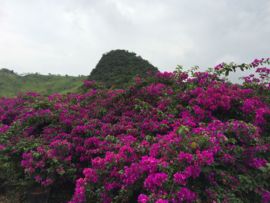 花海旅游主播照片