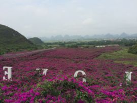 花海旅游主播照片