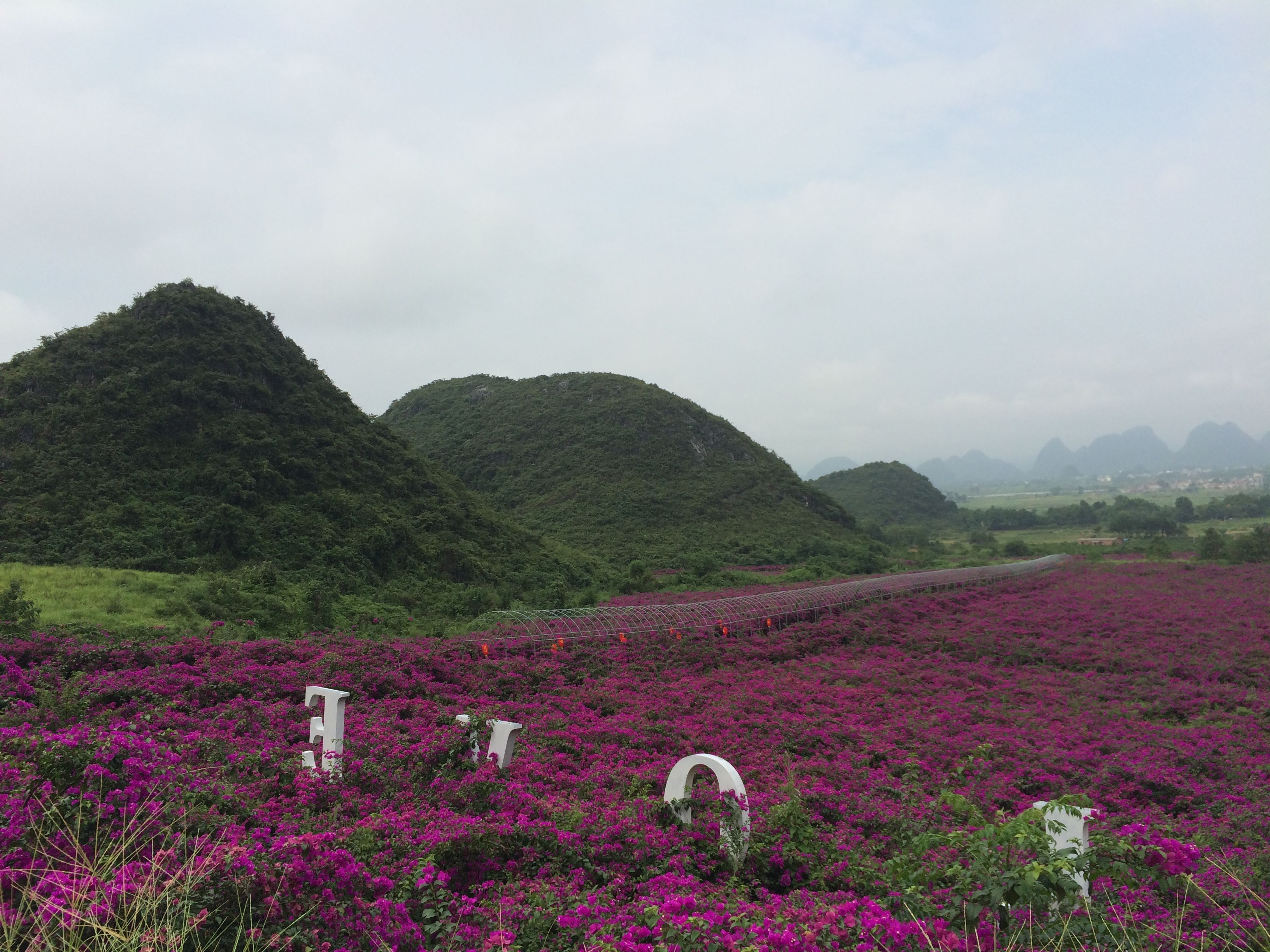 花海旅游的主播照片