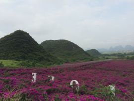 花海旅游主播照片