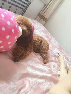 魅丽晴儿主播照片