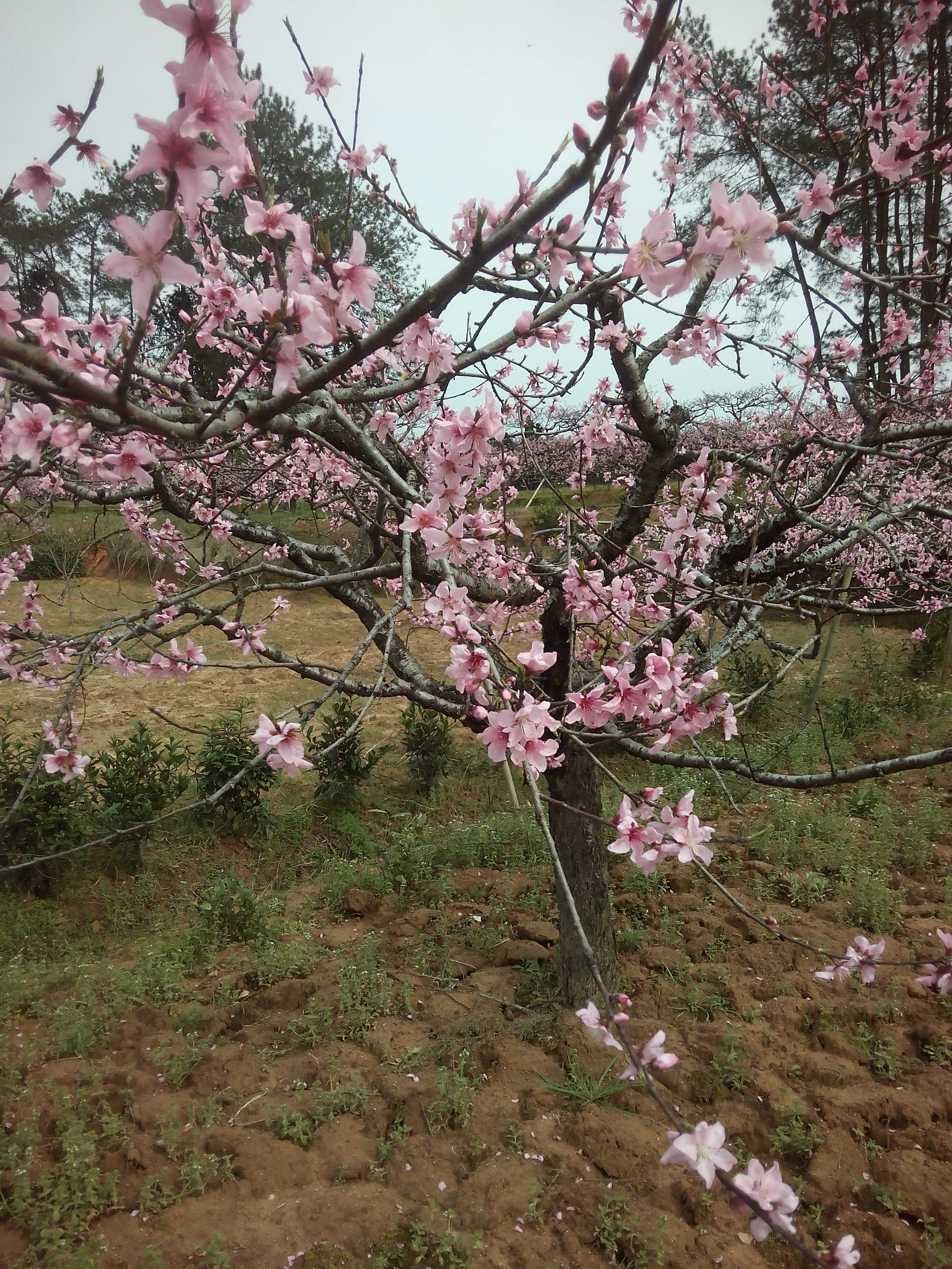 黄山帅哥主播照片