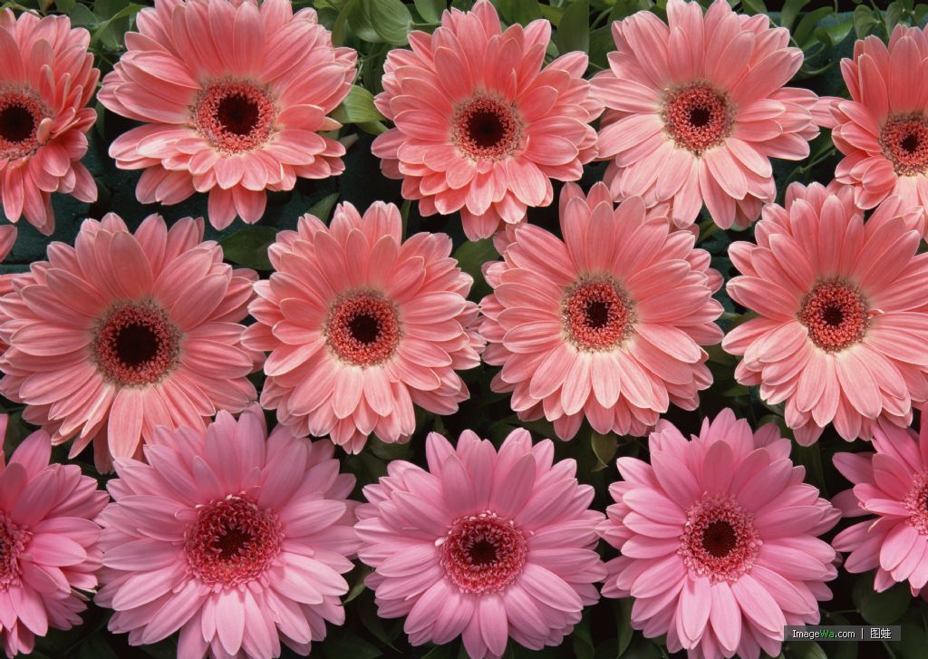 紫色👹龙腾的主播照片