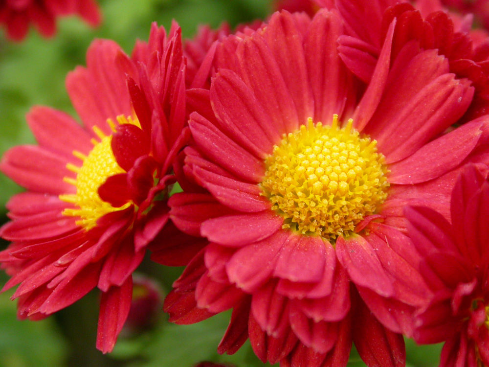 紫色👹龙腾的主播照片