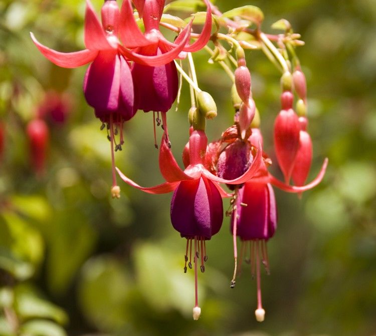 紫色👹龙腾的主播照片