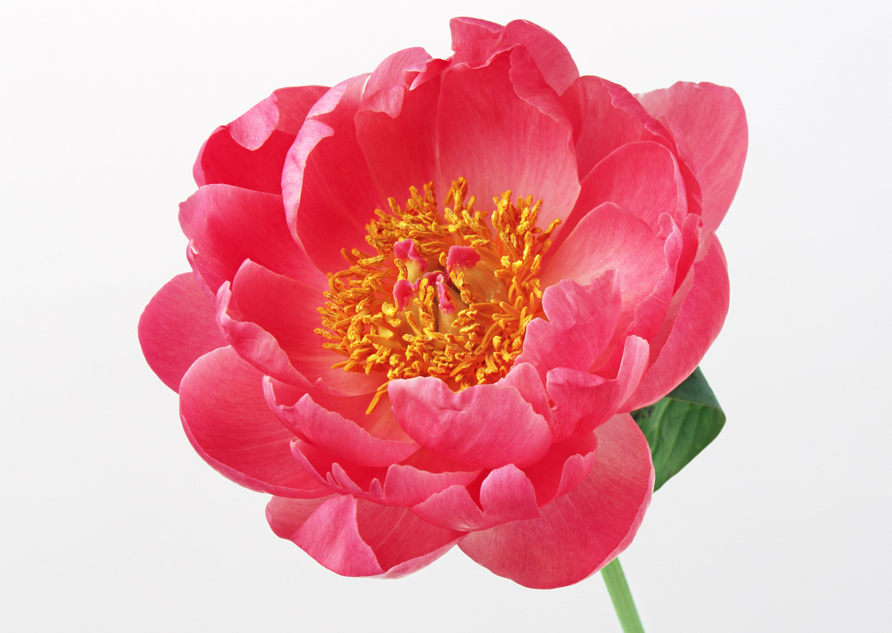 紫色👹龙腾的主播照片