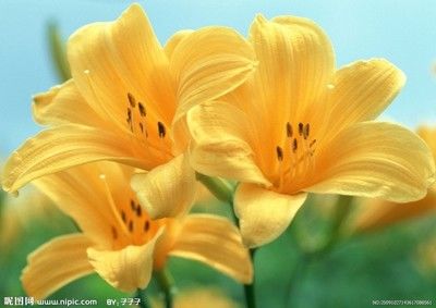 紫色👹龙腾的主播照片